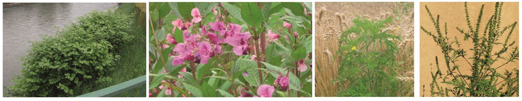 Neophyten in Österreich ÖGG